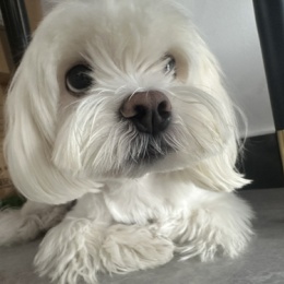 LongPort - 蓮蓉小狗發大財