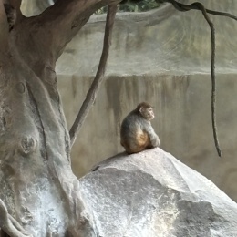 LongPort - 花果山大王