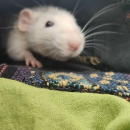 LongPort - 水杉杉