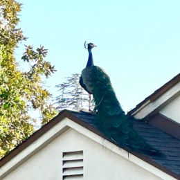 LongPort - 丘吉尔