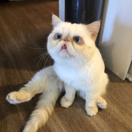 Longbridge - TV_TripleCat