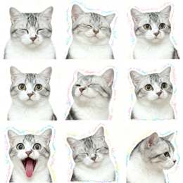 LongPort - miumiu宝贝