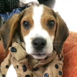 LongPort - Beagle侃港美股