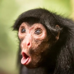 LongPort - 无趣先生