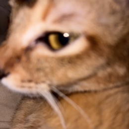 LongPort - 打新中签概率大王