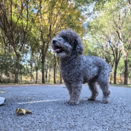 LongPort - 白花卷