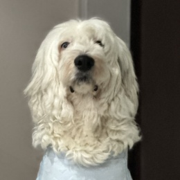 LongPort - 旺仔小布丁