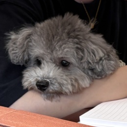 LongPort - 小果果の懒惰交易员