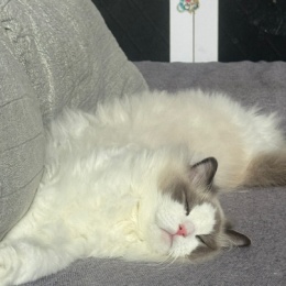 LongPort - 今天吃点什么