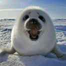 LongPort - 山河昆仑