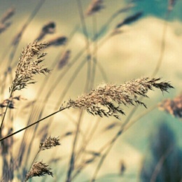 LongPort - 雨山楚葵