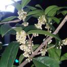 LongPort - 请多多指教