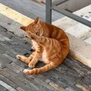 LongPort - 我丢了饭卡