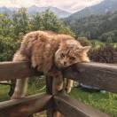 LongPort - 云遮雾