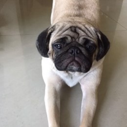 LongPort - 捡了你的人民币