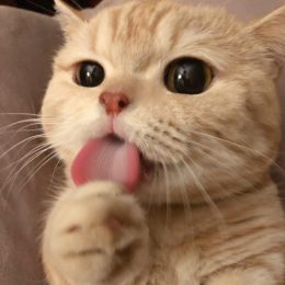 Longbridge - 悦酱。