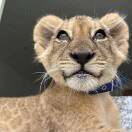 LongPort - 陈辉程