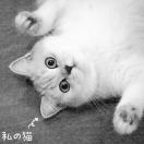 LongPort - xuxiaolin