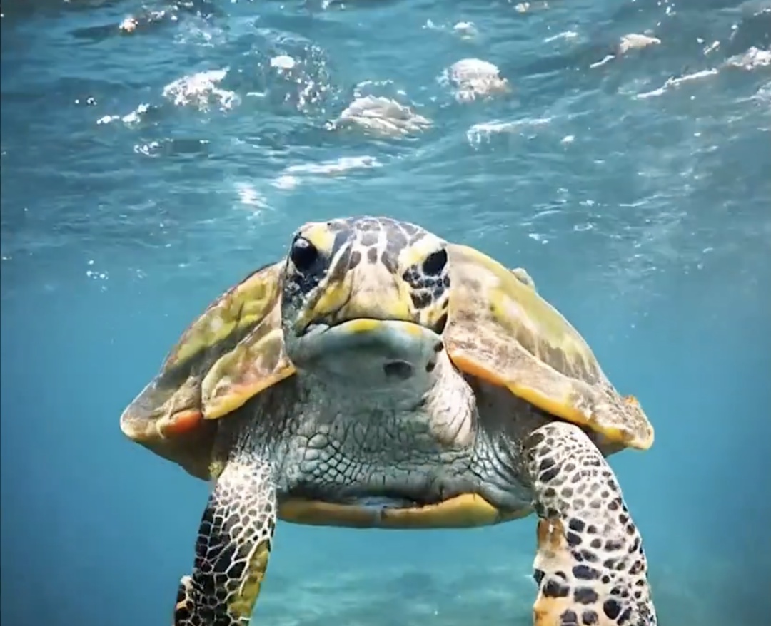 海洋贝壳矢量图- Top 50件海洋贝壳矢量图- 2026年1月更新- Taobao, image size:1080x878